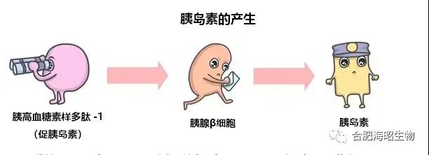 益生菌是怎么對(duì)付糖尿病的?。?！